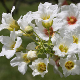 Yellowhorn, Chinese Flowering Chestnut